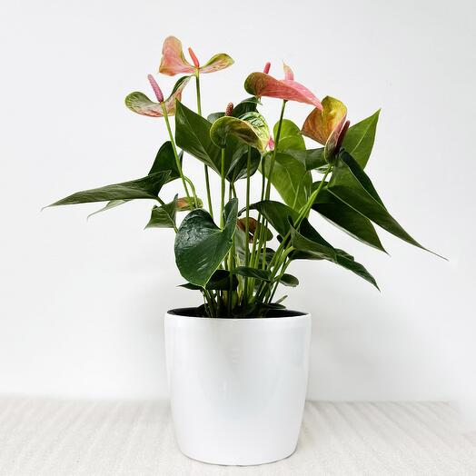Антуриум розовый в белом кашпо с автополивом, высота 45-50 см