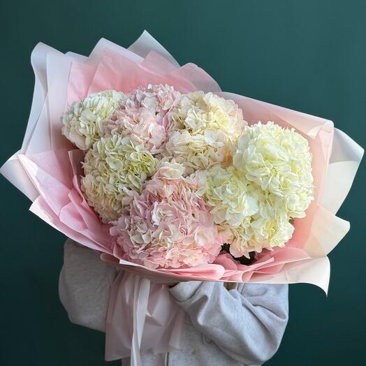Пышные гортензии🌸