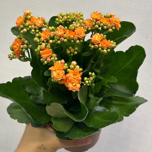 Каланхоэ 🧡Комнатное растение