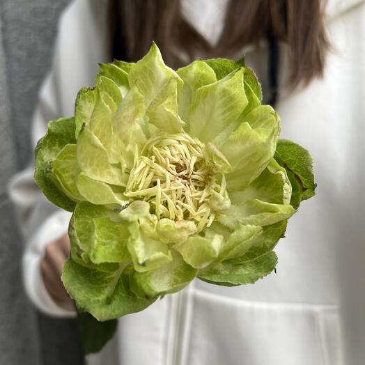 Необычная зеленая роза Веджи (Вегги)