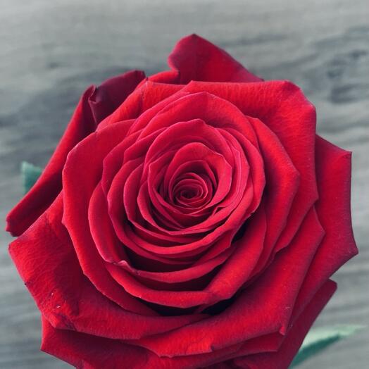 Red Ecuadorian rose 1