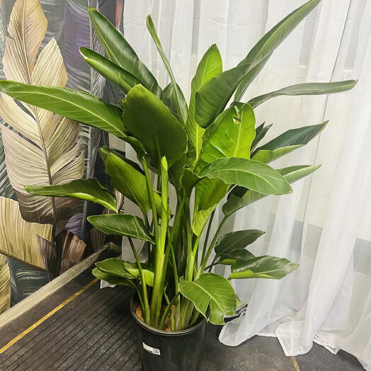 Стрелиция Регина