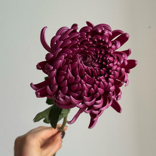 Chrysanthemum 💜