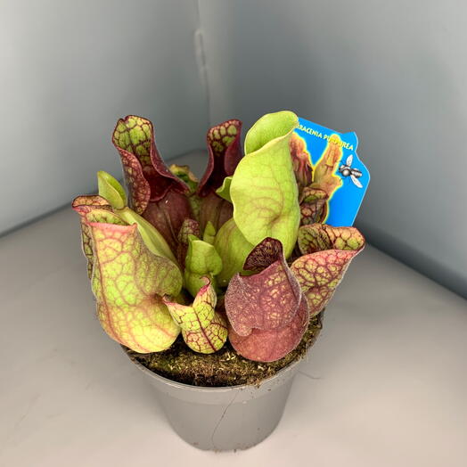 Саррацения Пурпуреа  (Мухоловка)