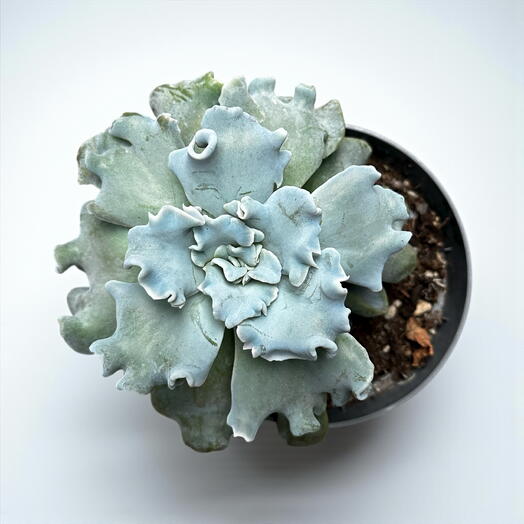Echeveria
