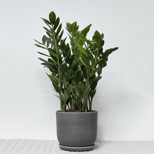 Замиокулькас в сером керамическом горшке с поддоном, высота 55-60см