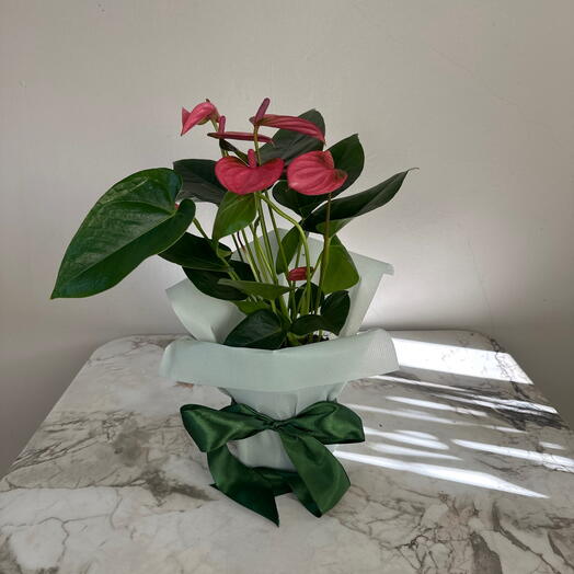 Антуриум розовый