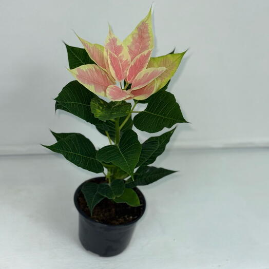 Пуансентия