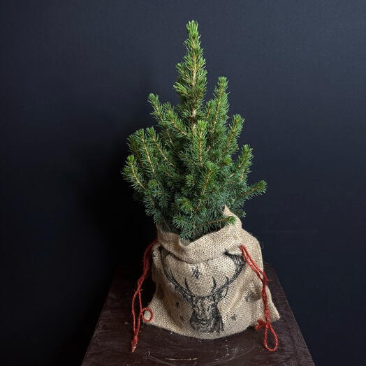 Пицея маленькая