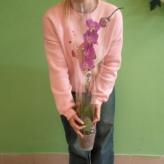 Фаленопсис