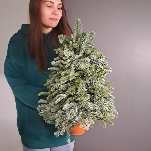 Декоративная елочка из норвежской пихты 45см