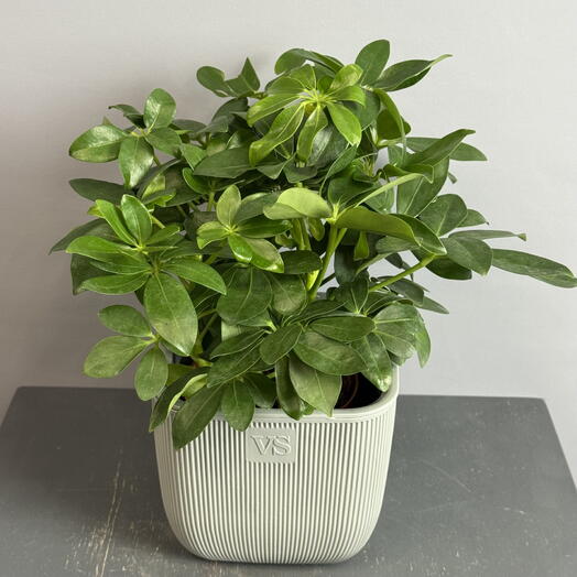 Комнатное растение- Шеффлера Грин в стильном сером квадратном горшке ☘️