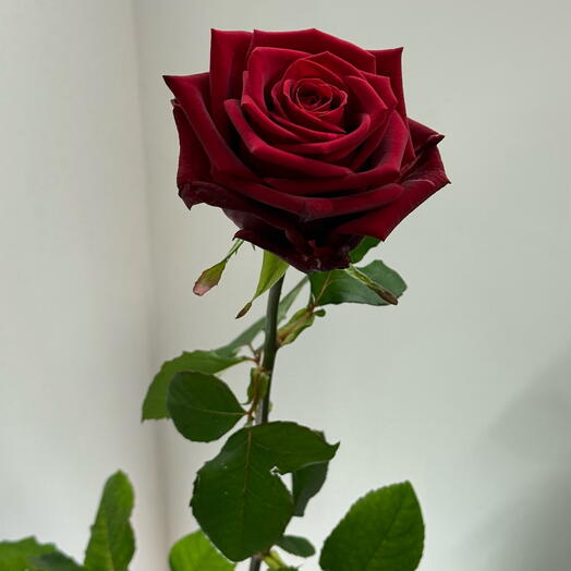 Premium Red rose