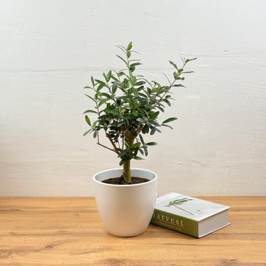 Олива Европейская в керамическом горшке