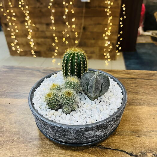 Флорариум с суккулентами в плоской форме