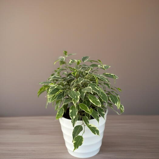 Фикус (FICUS BE KINKY)