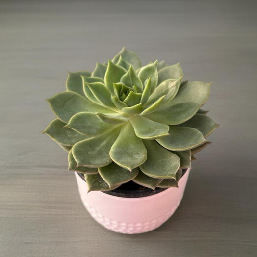 ЭХЕВЕРИЯ (ECHEVERIA) GEMENGD
