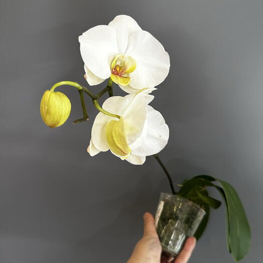 Орхидея Фаленопсис гибрид Карина P.Sogo Yukidian ES  x LTNA832 P.(Sogo Yukidian x Sin Yuan Golden Beauty) ES  (цветёт)