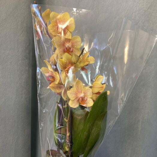 Фаленопсис мини ,2 ствола