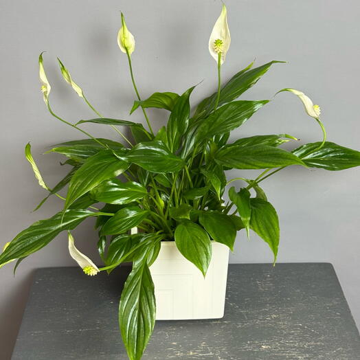 Красавчик спатифиллум (d9) в стильном белом горшке 🤍