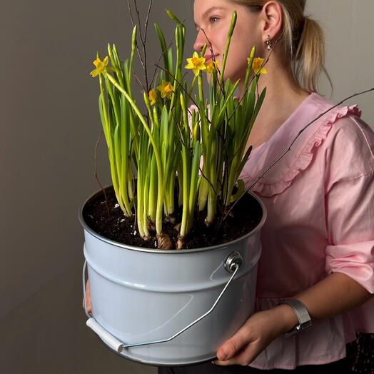 Ведро нарциссов - солнце в охапку