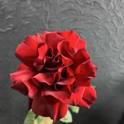 Бордовая французская роза 🌹