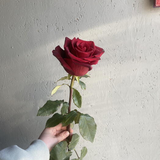 Роза эквадор 60см