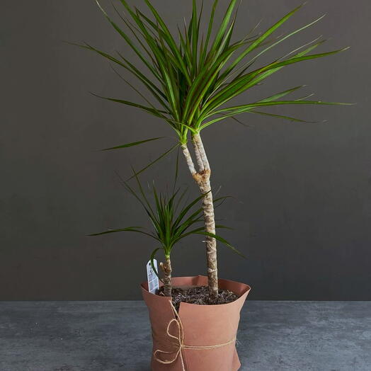 Драцена Маргината 2 ствола