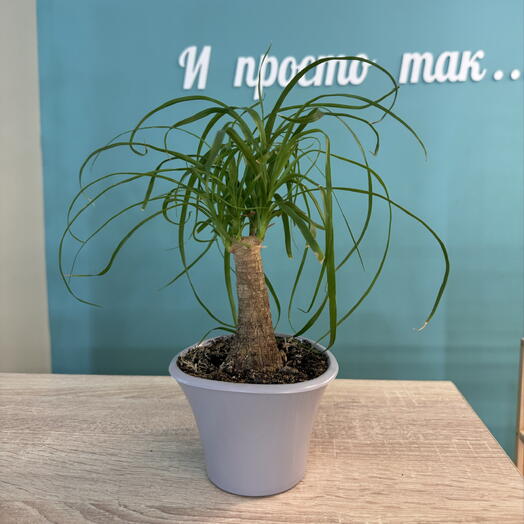 Бокарнея ( Нолина)