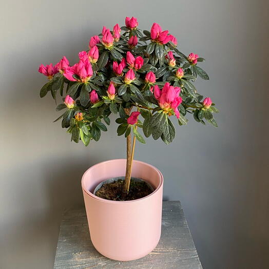 Азалия розовая в пластиковом кашпо