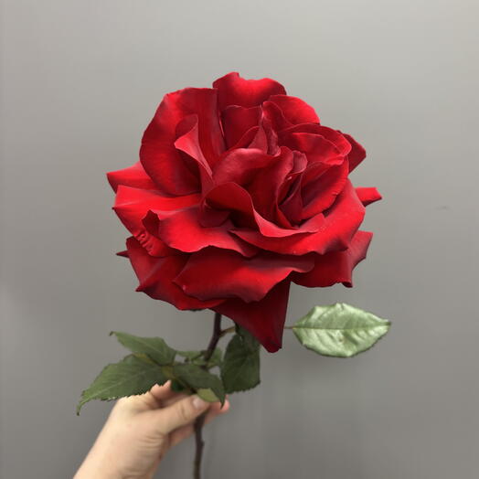 Красная Роза вывернутая💕