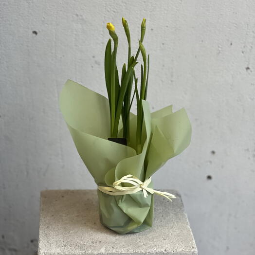 Нарцисс желтый в горшке