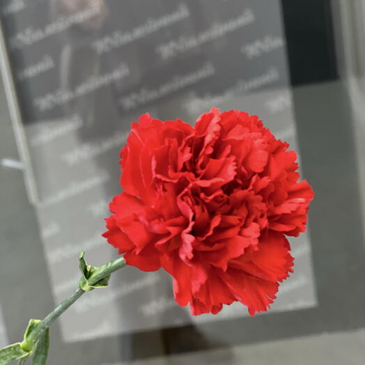 BambiniFlowers
