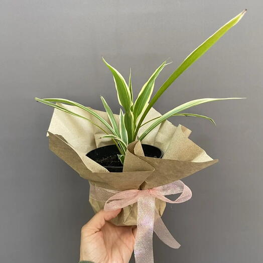 Хлорофитум (Chlorophytum)