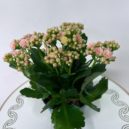 Каланхое розовая