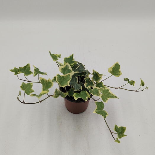 Плющ обыкновенный (Hedera helix)