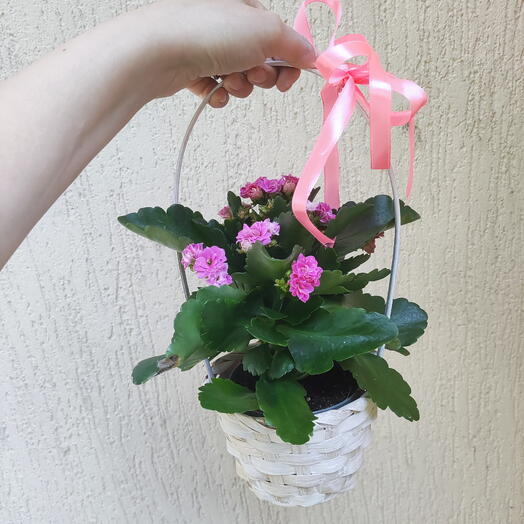Каланхое