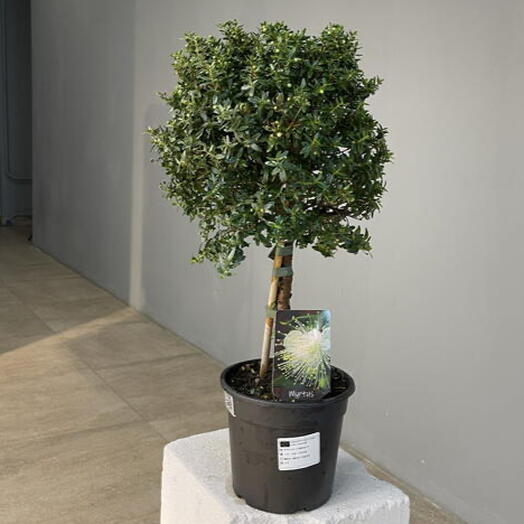 MYRTUS мирт цветущий на штамбе D20 H50