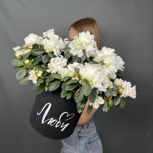Растения Азалия 🌺 в подарочной коробке «Люби»