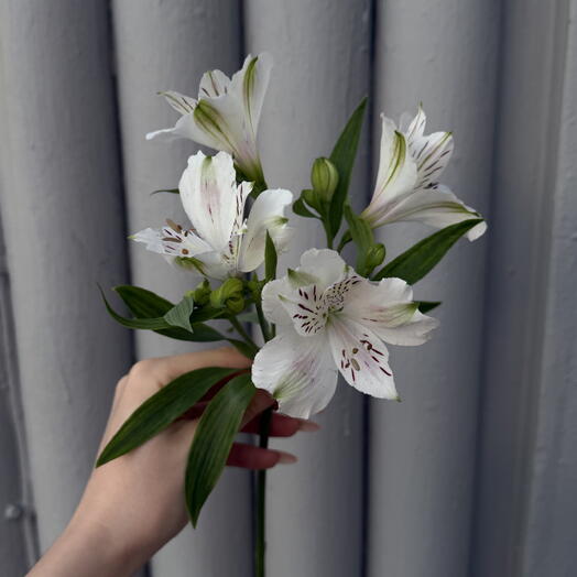 Альстромерия