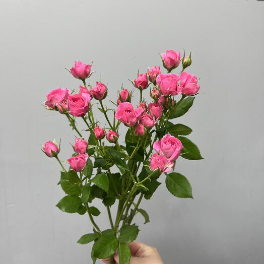 Роза Кустовая