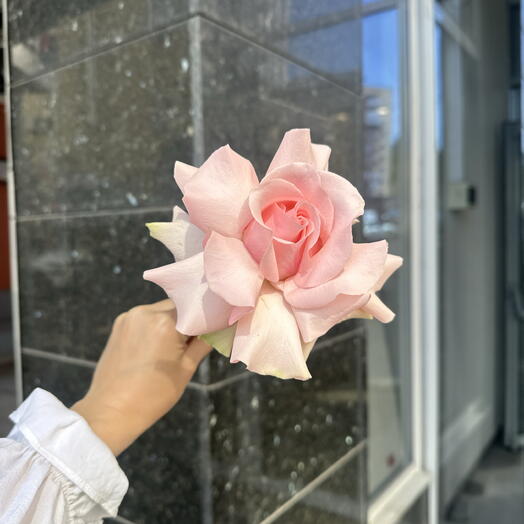 Роза розовая эквадор