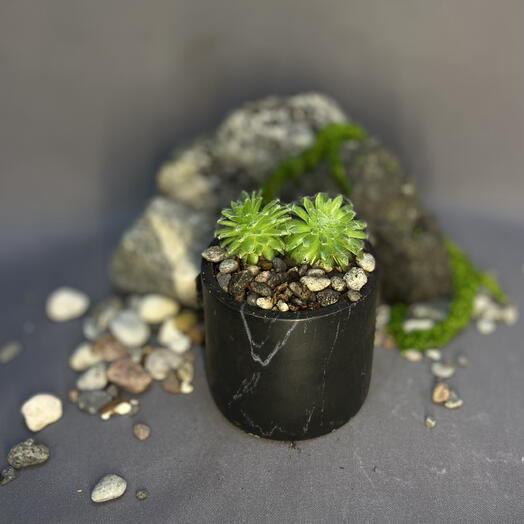 Эхеверия щетинистая / Echeveria setosa