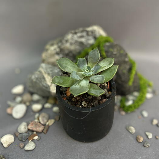 Эхеверия Блю Принц / Echeveria Blue Prince