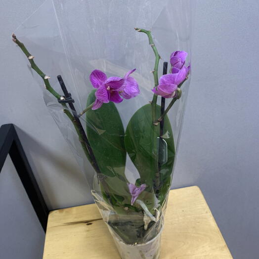 Орхидея Фаленопсис (Phalaenopsis)