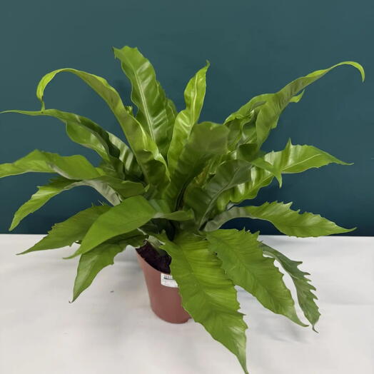 Асплениум Нидус🌿