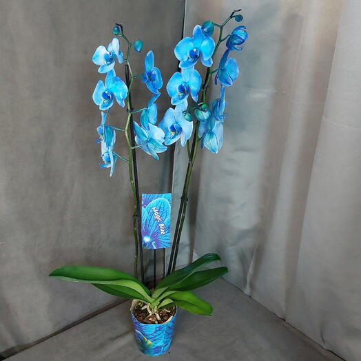 🩵Орхидея фаленопсис Magic blue