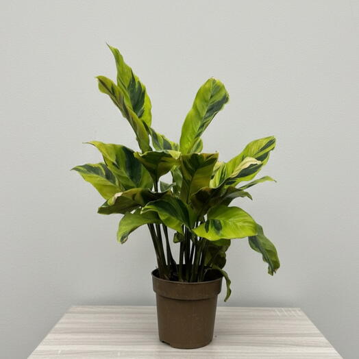 Calathea ‘Yellow Fusion  – Rare Variegated Beauty