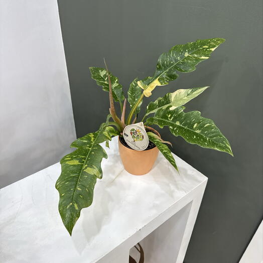 Royal Philodendron