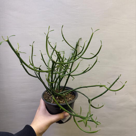 Молочай тирукалли 🌿